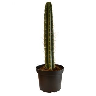 Peruvian Torch in pot - Trichocereus Peruvianus | 30cm +